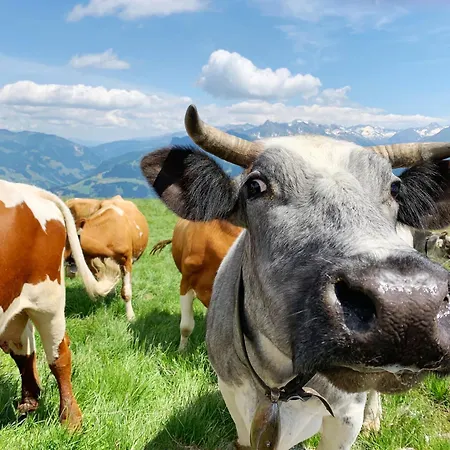 Schneekarhuette Otel Mayrhofen
