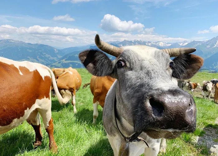 Schneekarhuette فندق مايرهوفن